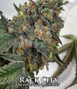 Envy Genetics Rack City