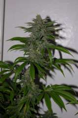 Eskobar Seeds Candy Kush