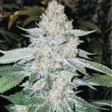 Ethos Genetics Black Fire