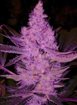 Ethos Genetics Purple Majik