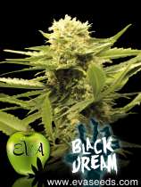 Eva Female Seeds Black Dream
