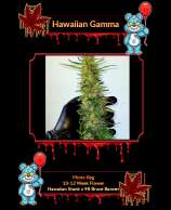 Evil Bear Genetics Hawaiian Gamma