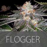 Exclusive Seeds Flogger