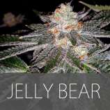 Exclusive Seeds Jelly Bear