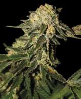 Exclusive Seeds Bank Auto Mandarina