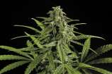 Exclusive Seeds Bank Auto Oxus