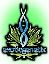 Exotic Genetix 4 Kings