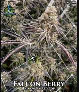 Exotic Genetix Falcon Berry