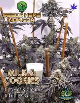 Exotic Genetix Milk & Cookies