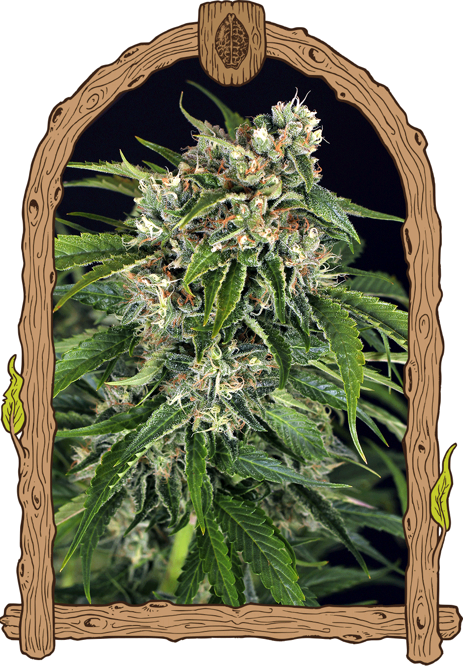 Sir Jack Auto Pure CBD (von Exotic Seed) :: Cannabis Sorten Infos