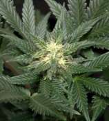 Fast & Furious Seeds Fruit Express