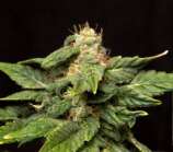 Fast & Furious Seeds Hotrod Haze