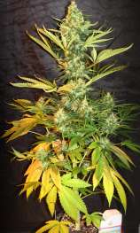 French Canna Seeds Heavy Chemdog