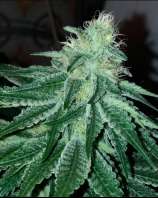 Fruity Genetics Fruit Umami