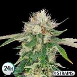 GB Strains Auto Blue Cheese CBD