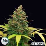 GB Strains Auto Bubblegum XXL