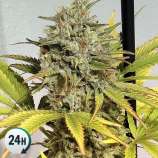 GB Strains Auto Critical GB XXL