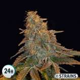 GB Strains Auto Grand Daddy Purple XXL