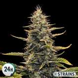 GB Strains Auto Strawberry Banana XXL