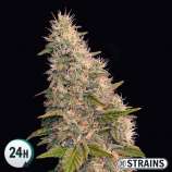 GB Strains Auto Velvet Krush