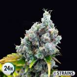 GB Strains Fruntz