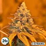 GB Strains Miracle Alien Cookies