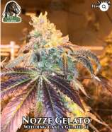 Ganja Farmer Seed Company Nozze Gelato