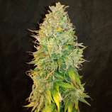 Ganja Farmer Seeds Amnesia Haze