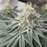 Ganja Farmer Seeds Critical