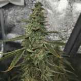 Ganja Farmer Seeds White Widow Auto