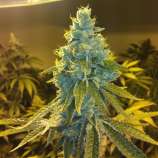 Garden Ablaze Seeds Blueberry Cookiez