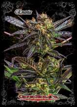 GeneSeeds Bank StarNia