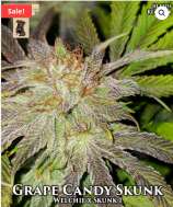 GibbsKutz Genetics Grape Candy Skunk