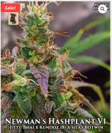 GibbsKutz Genetics Newman’s Hashplant V1