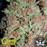 Gooey Breeder Seeds Lemendhaze