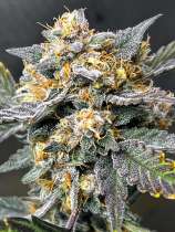 Goonie Genetics Heartless Creature F2