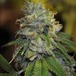 Gorrilla Grower Seeds Deadhead OG x Tres Double Underdog