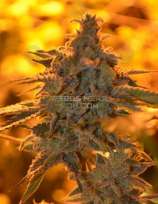 GreenFire Genetics Mangolada