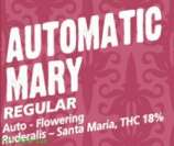 GreenLabel Seeds Automatic Mary