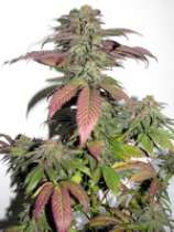 GreenMan Organic Seeds Deep Space