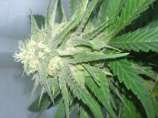 GreenMan Organic Seeds Shish99