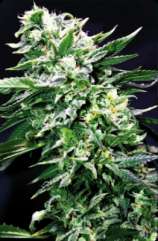 Green Factory Seeds Toro Sentado