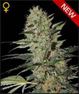 Green House Seeds Exodus Cheese Automatic