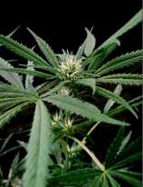 Green House Seeds Exodus Cheese x Swaziland