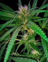 Green House Seeds Sweet Valley Kush x Swaziland