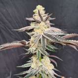 Green Wolf Genetics Apple Fritter