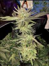 Green Wolf Genetics Grape Guru