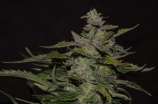 Greenbud Seeds Blueberry 99