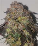 Greenhand Genetics Guard Dawg F3