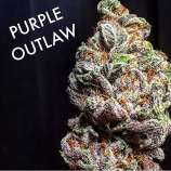 Greenpoint Seeds Purple Outlaw